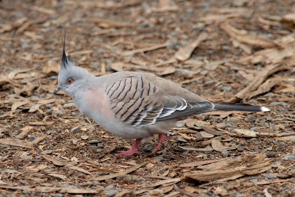 Crested Pigeon (Ocyphaps lophotes)